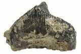 Unworn Triceratops Tooth - Montana #229147-1